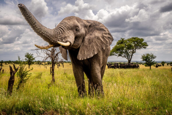 African Bush Elephants