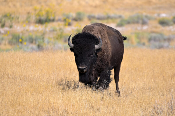 Bison