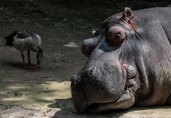 Hippopotamuses