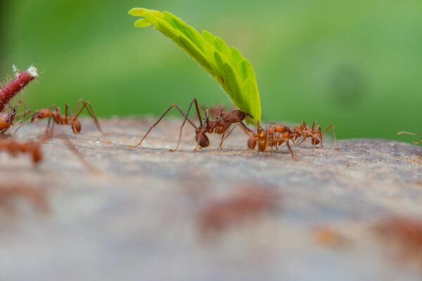 Leafcutter Ants