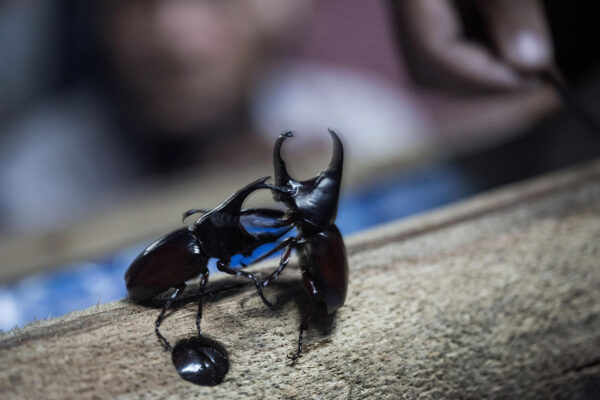 Rhinoceros Beetles